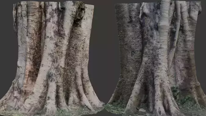 Ancient Banyan Tree Trunk scan