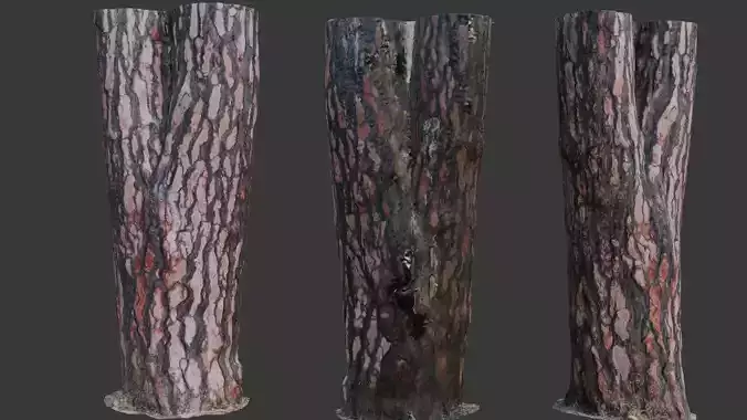 Pine Tree Trunk 3D Scan