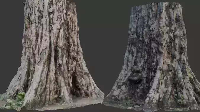 Ancient Tree Stump 3D Scan