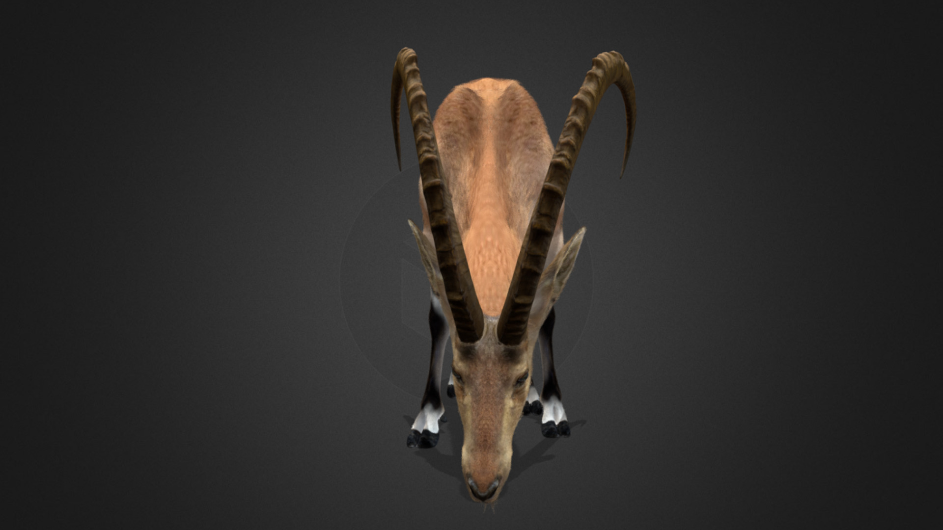 Nubian Ibex - Goat Animated 3D model_6