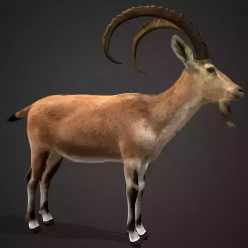 Nubian Ibex - Goat Animated