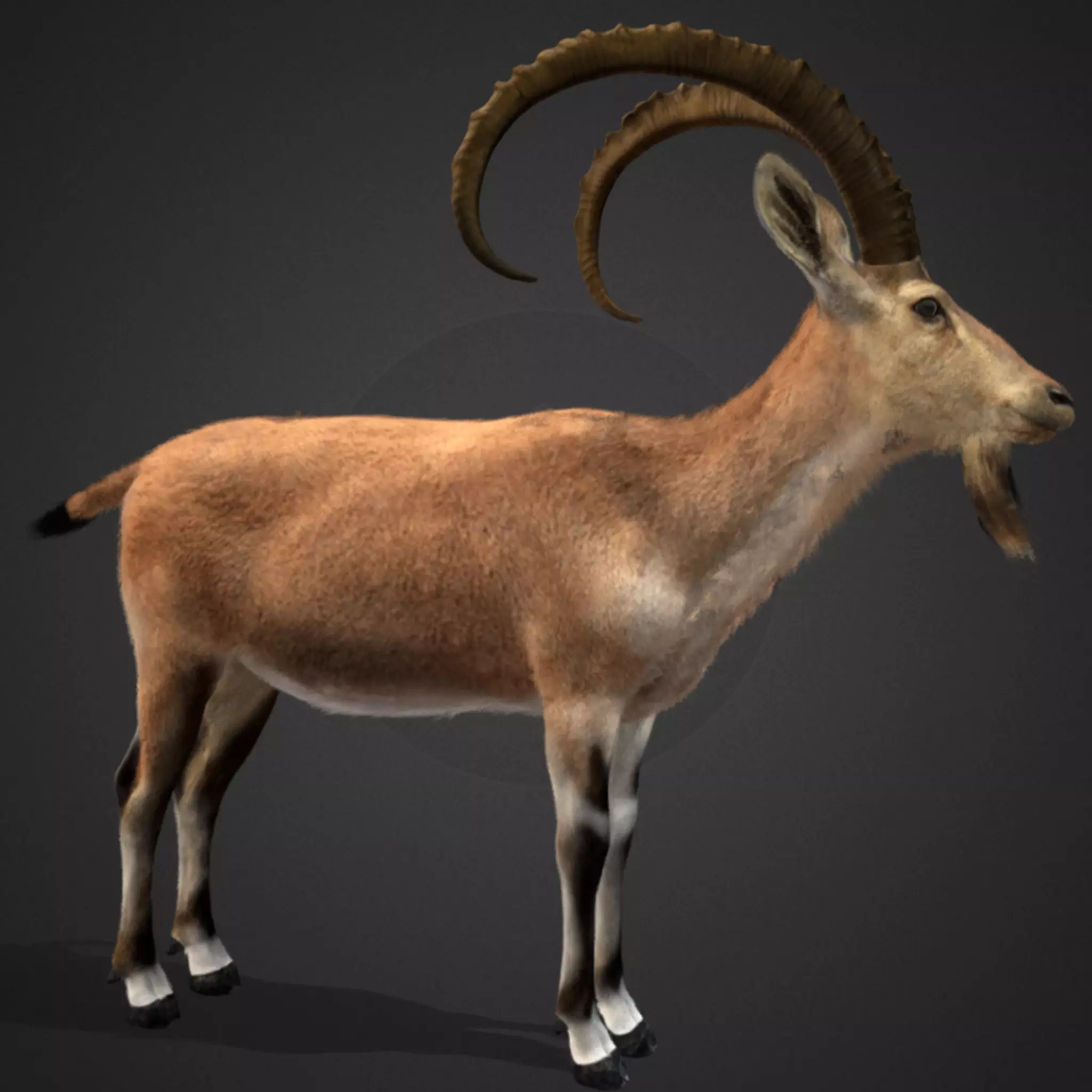 Nubian Ibex - Goat Animated 3D model_0