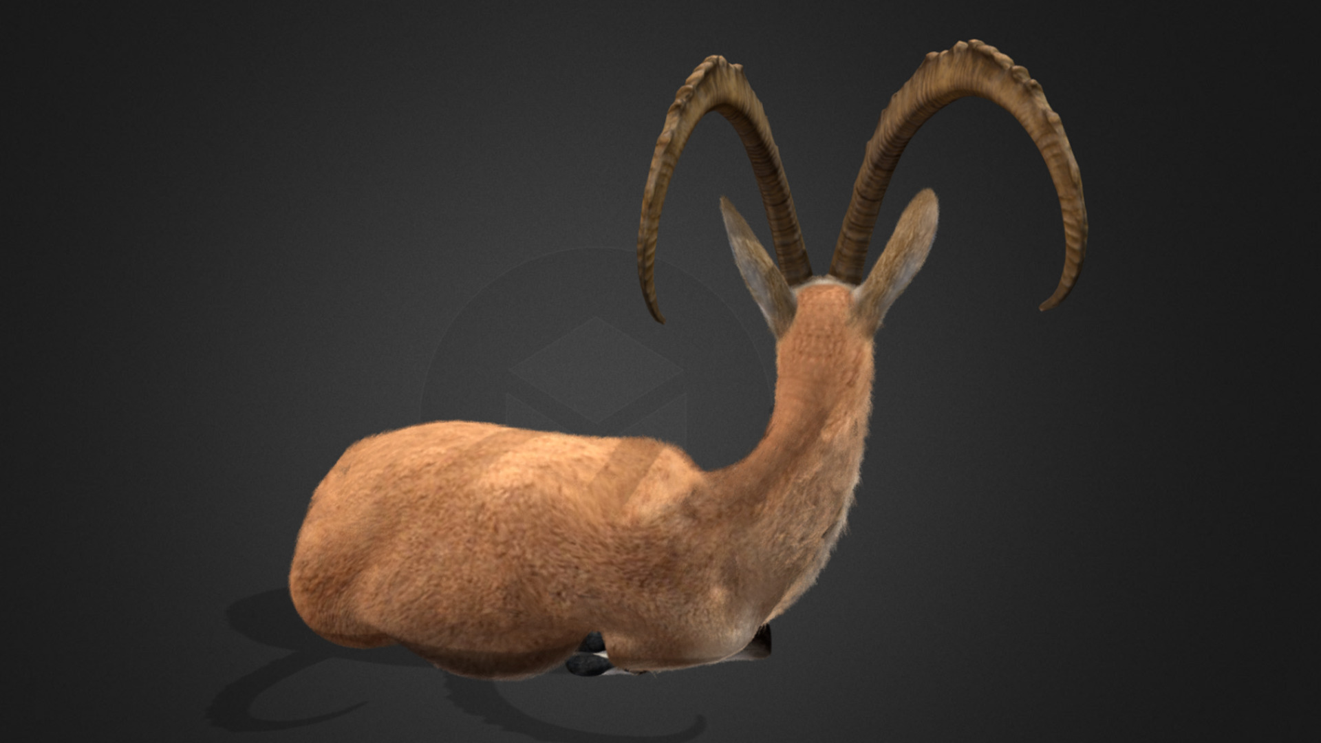 Nubian Ibex - Goat Animated 3D model_5