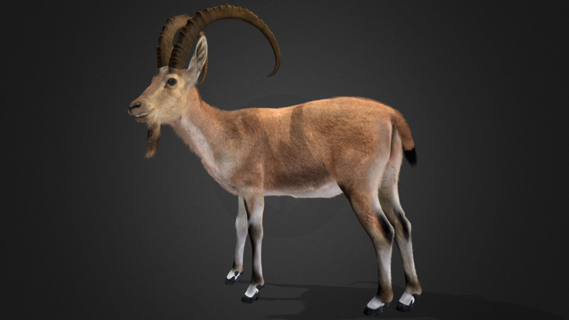 Nubian Ibex - Goat Animated 3D model_7