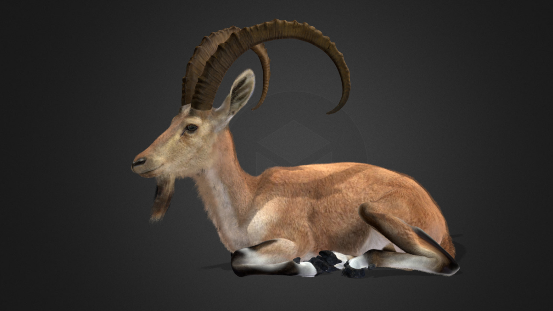Nubian Ibex - Goat Animated 3D model_4