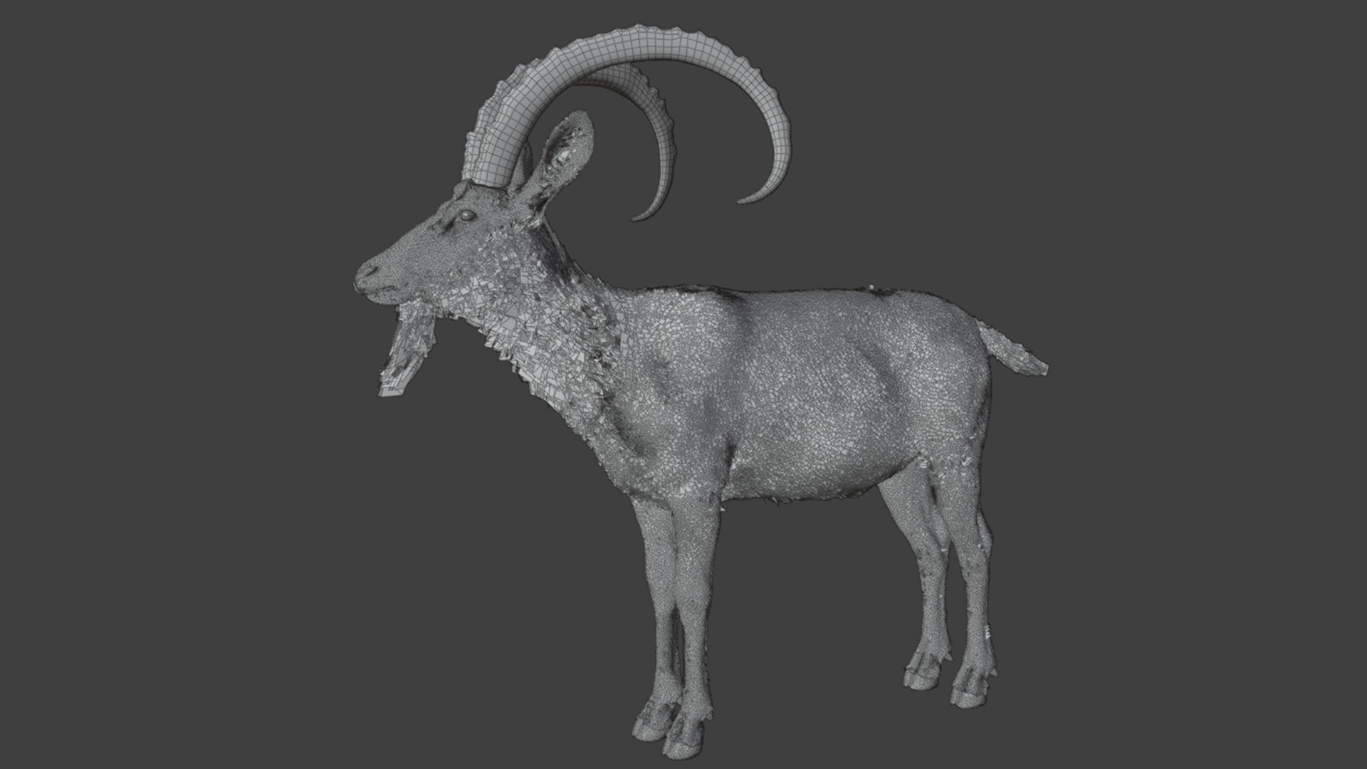 Nubian Ibex - Goat Animated 3D model_10