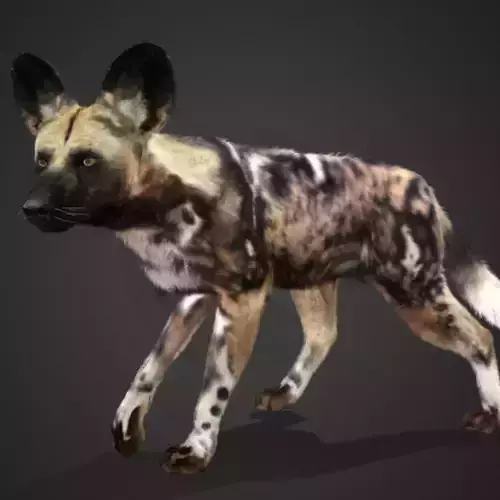 African Wild Dog Realistic Animated