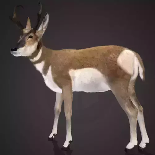 Pronghorn Antelope Animated