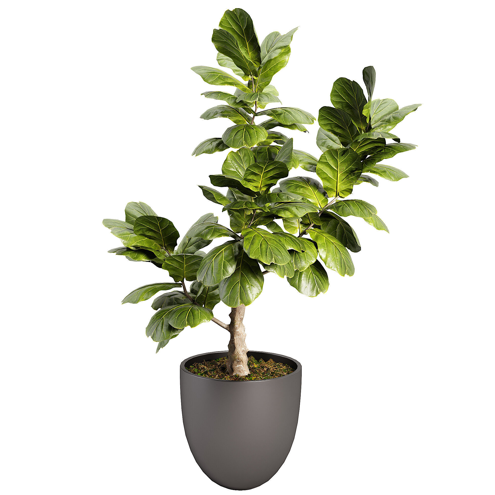 Indoor plent 11 Low-poly 3D model_4