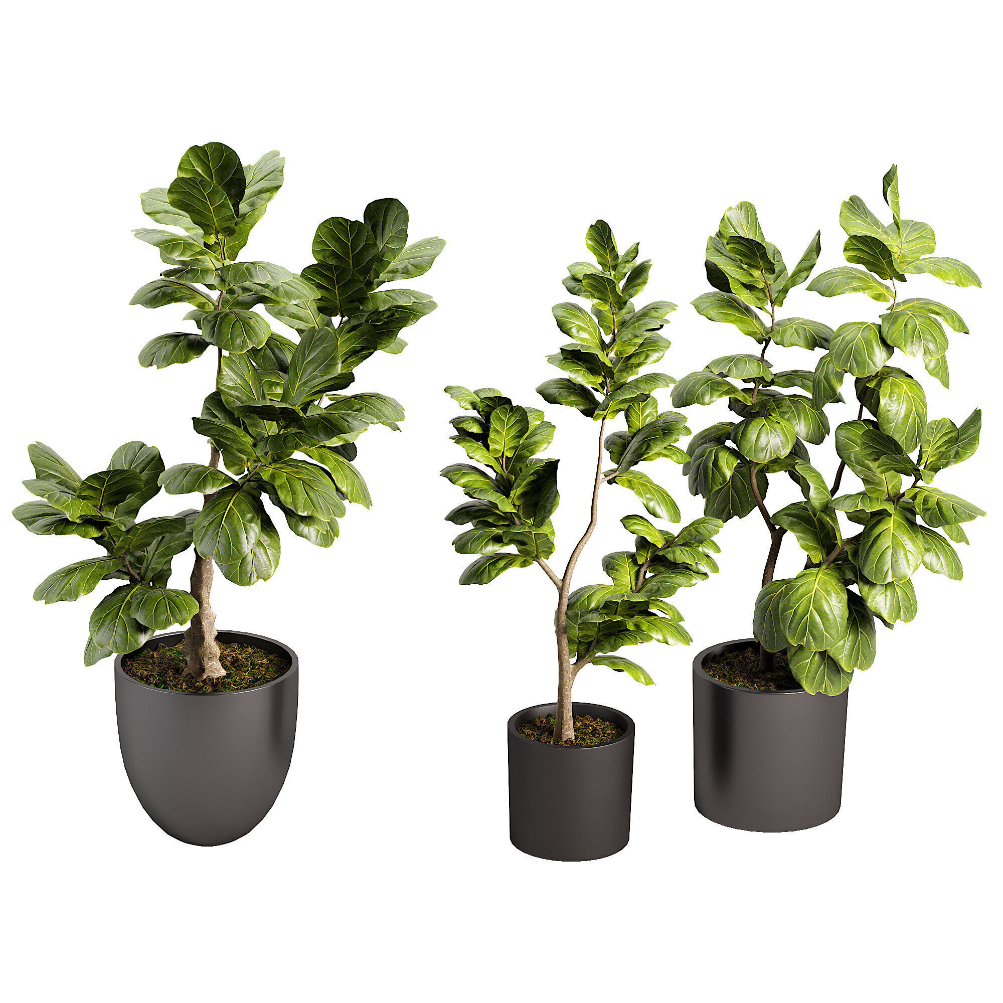 Indoor plent 11 Low-poly 3D model_1