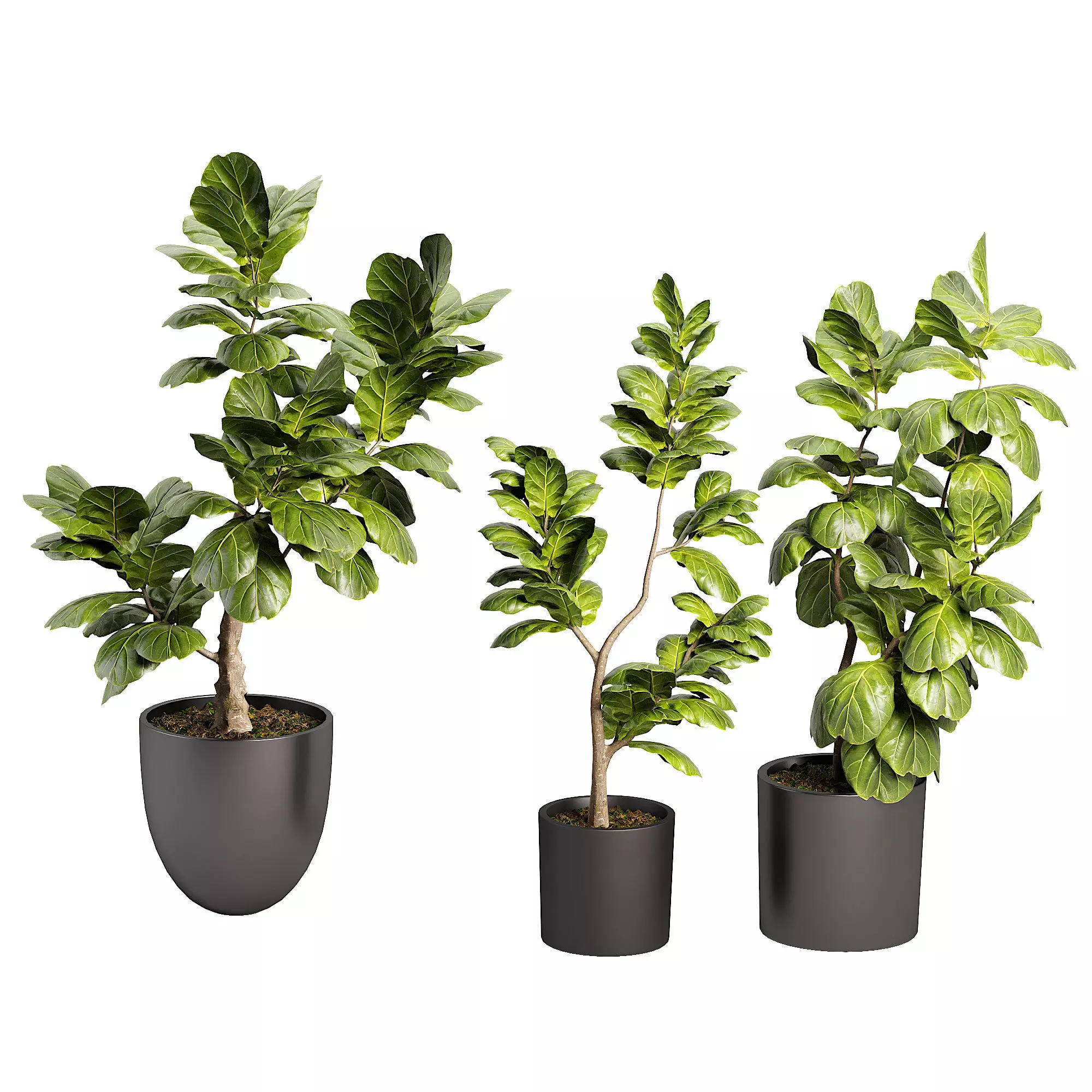 Indoor plent 11 Low-poly 3D model_0