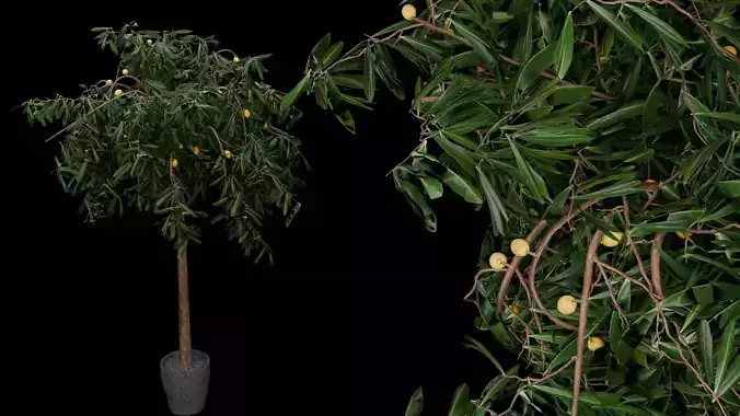 Lemon tree 3D model