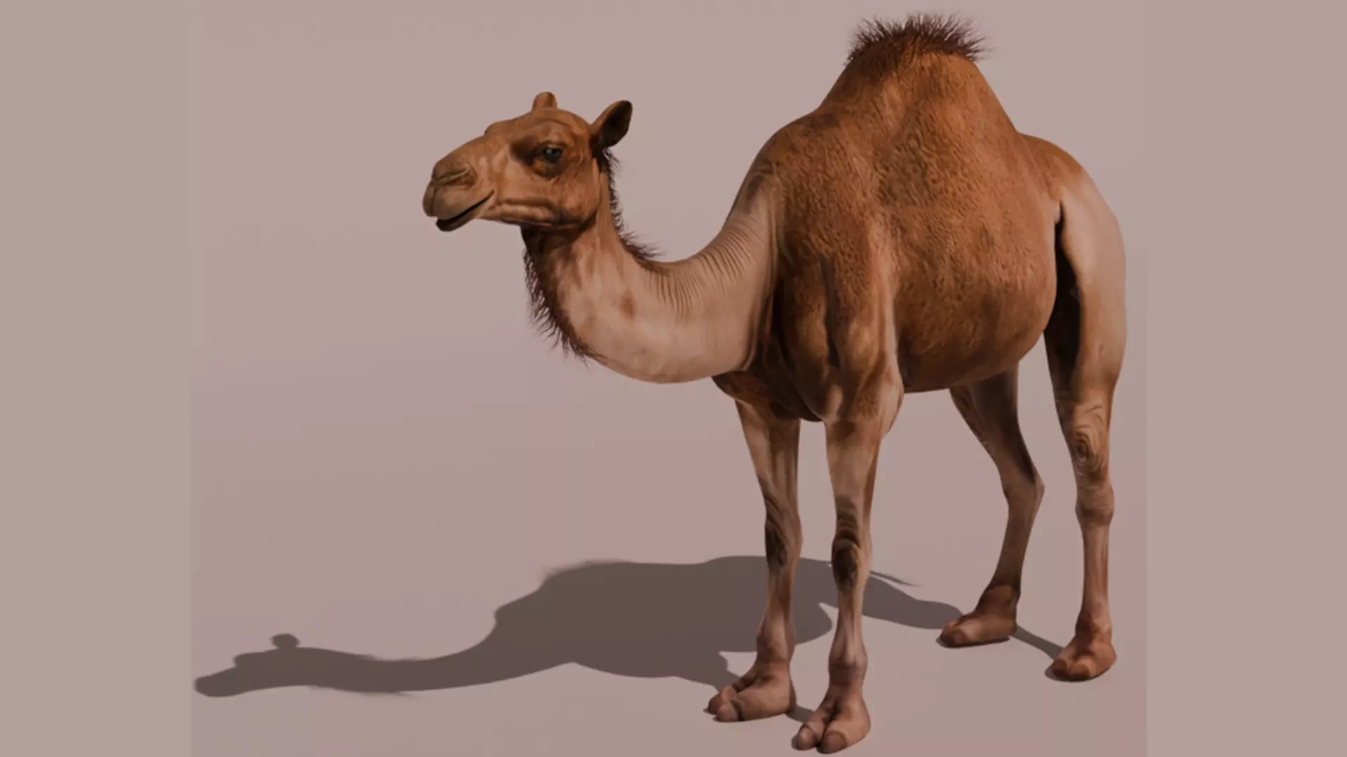 High-Quality 3D Camel Model Low-poly 3D model