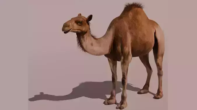 High-Quality 3D Camel Model Low-poly 3D model