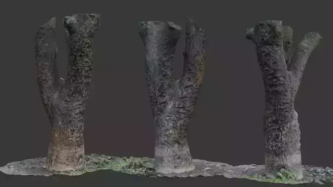 Tree Trunk Scan