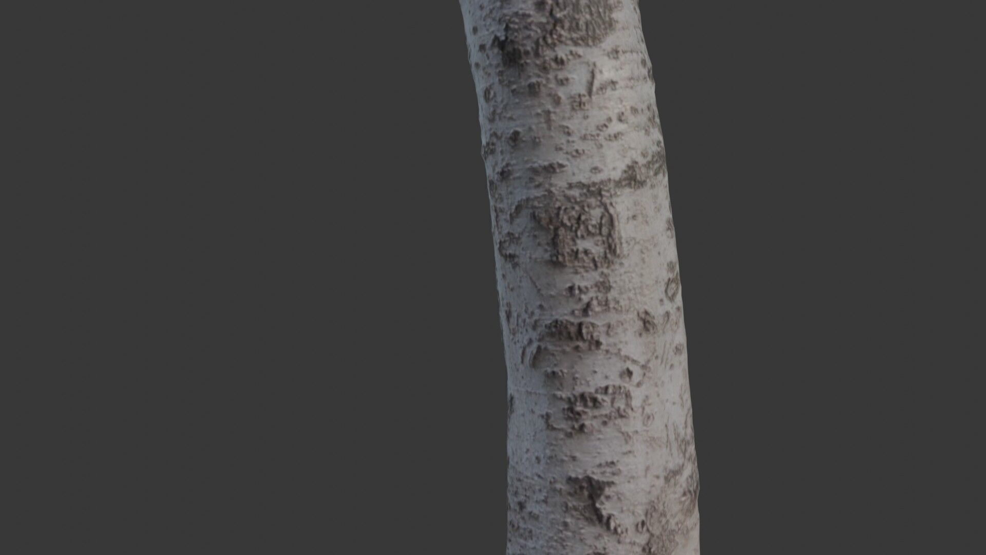 Birch Tree Trunk 3D Scan Low-poly 3D model_3