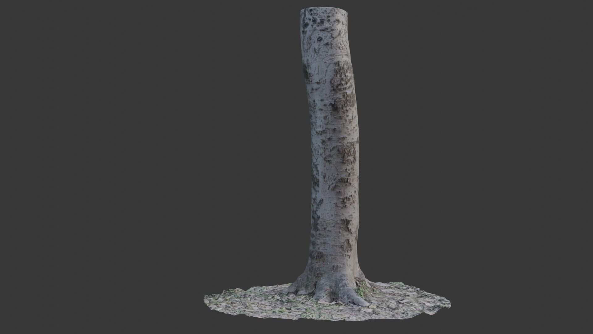 Birch Tree Trunk 3D Scan Low-poly 3D model_4
