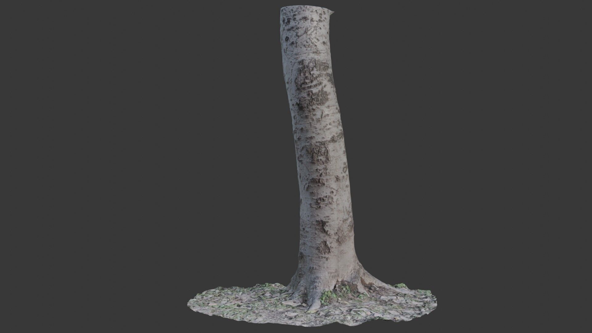 Birch Tree Trunk 3D Scan Low-poly 3D model_1