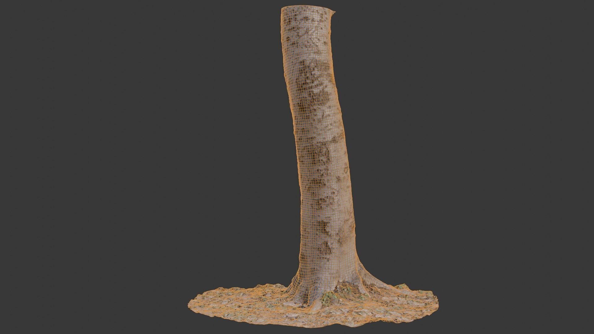 Birch Tree Trunk 3D Scan Low-poly 3D model_2