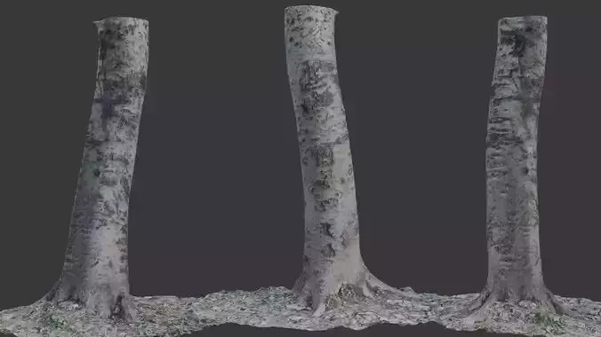 Birch Tree Trunk 3D Scan