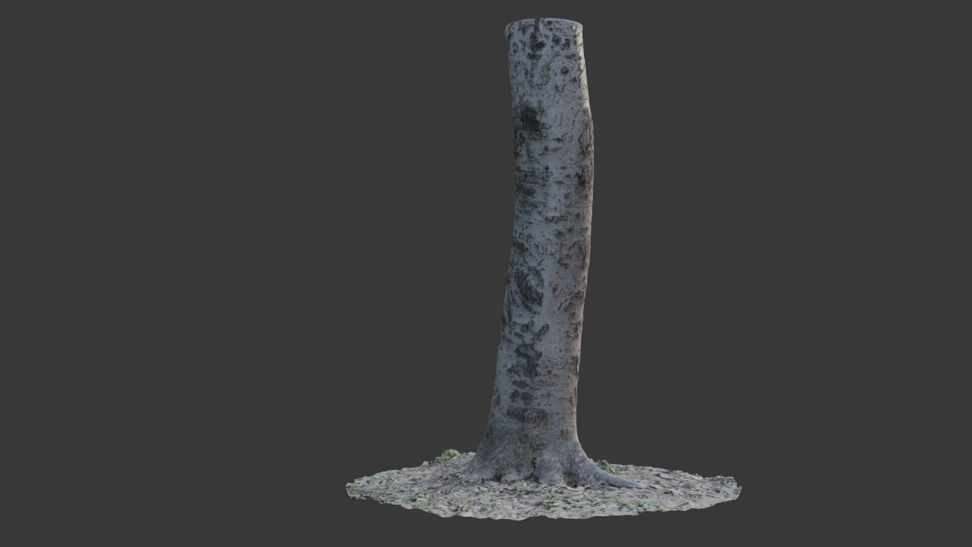 Birch Tree Trunk 3D Scan Low-poly 3D model_5