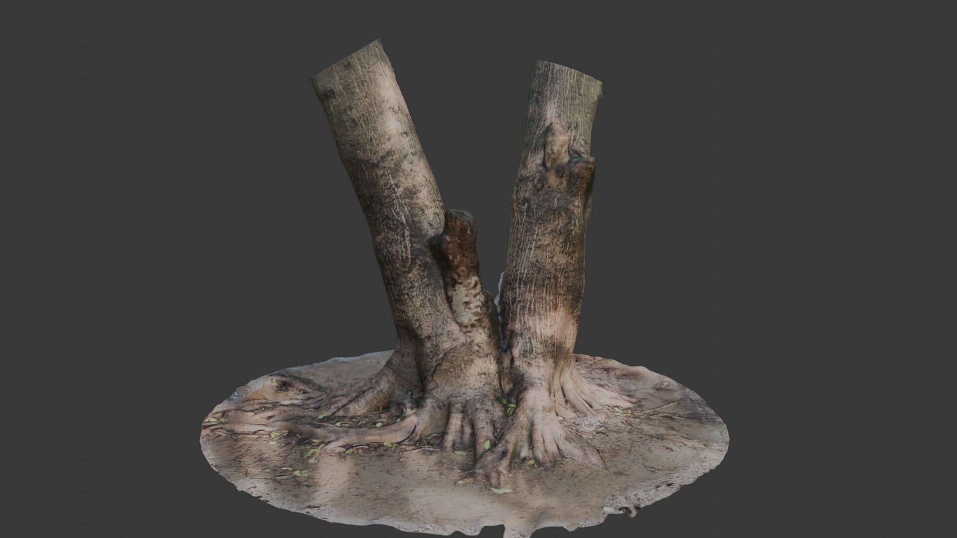 V-Shaped Tree Trunk 3D Scan Low-poly 3D model_4