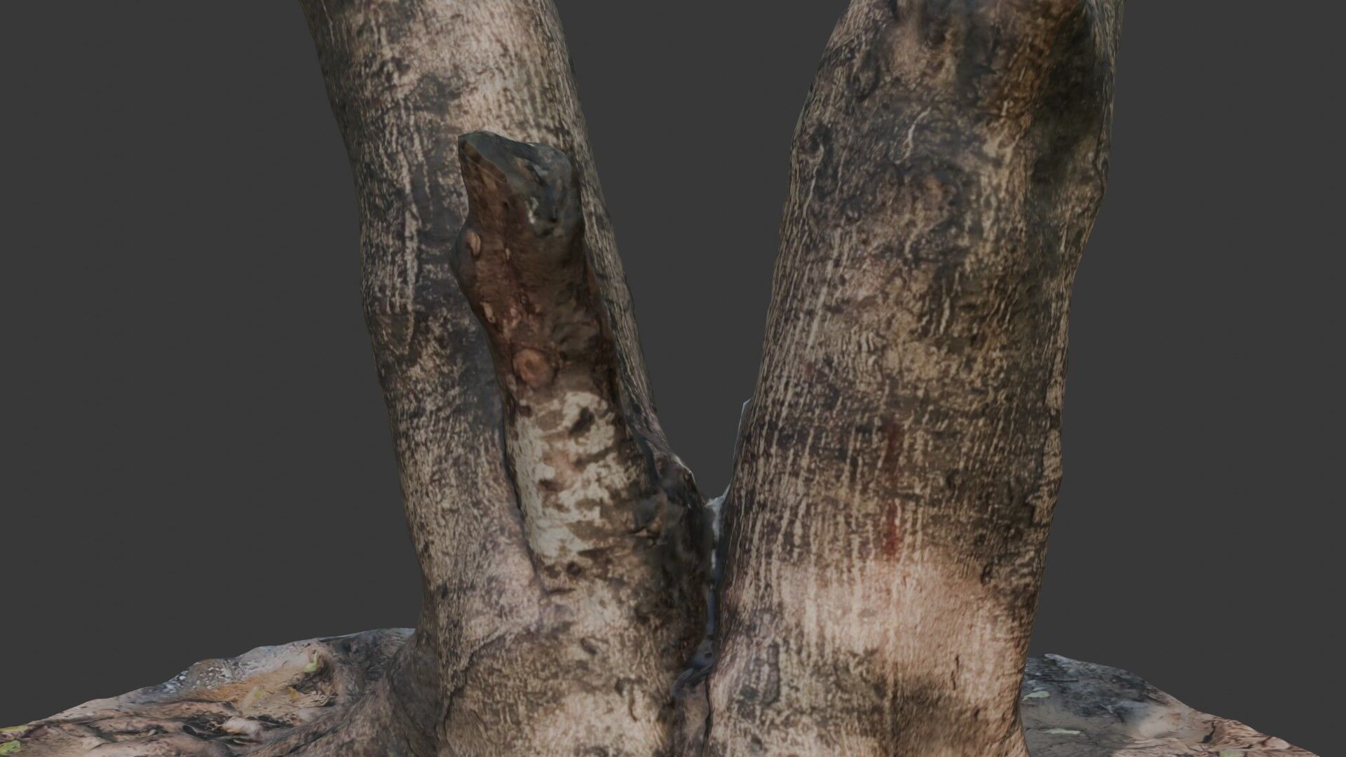 V-Shaped Tree Trunk 3D Scan Low-poly 3D model_3