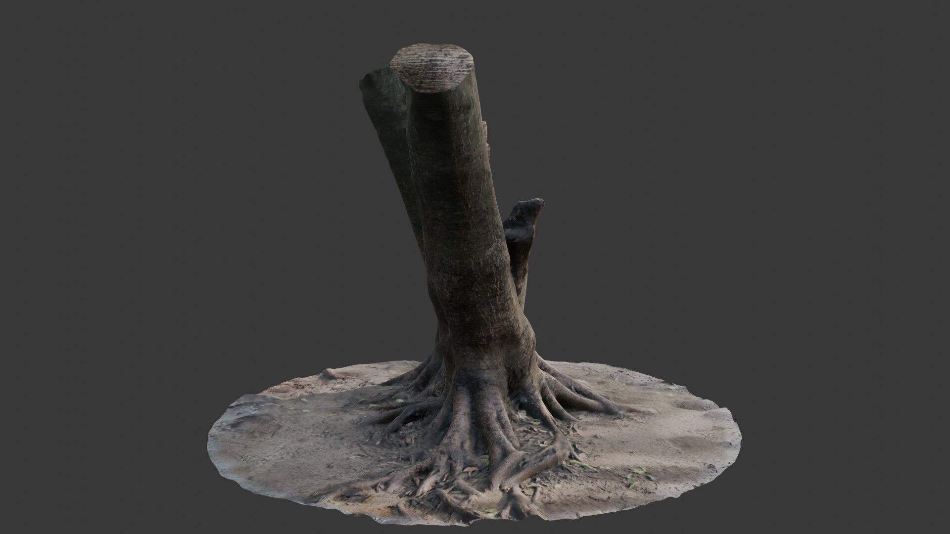 V-Shaped Tree Trunk 3D Scan Low-poly 3D model_6
