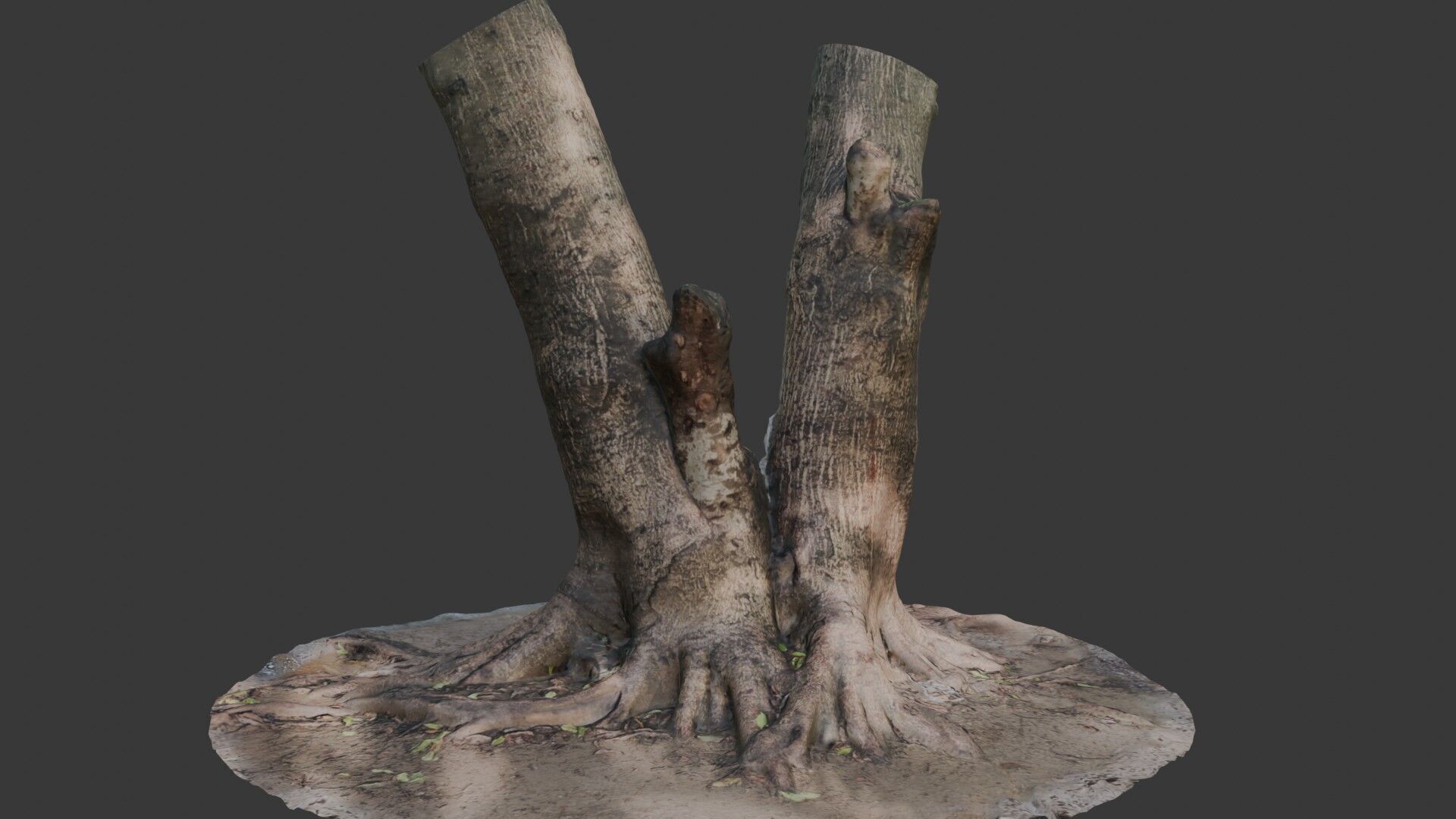 V-Shaped Tree Trunk 3D Scan Low-poly 3D model_1