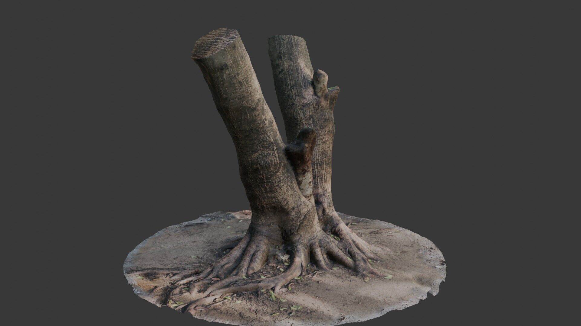 V-Shaped Tree Trunk 3D Scan Low-poly 3D model_5