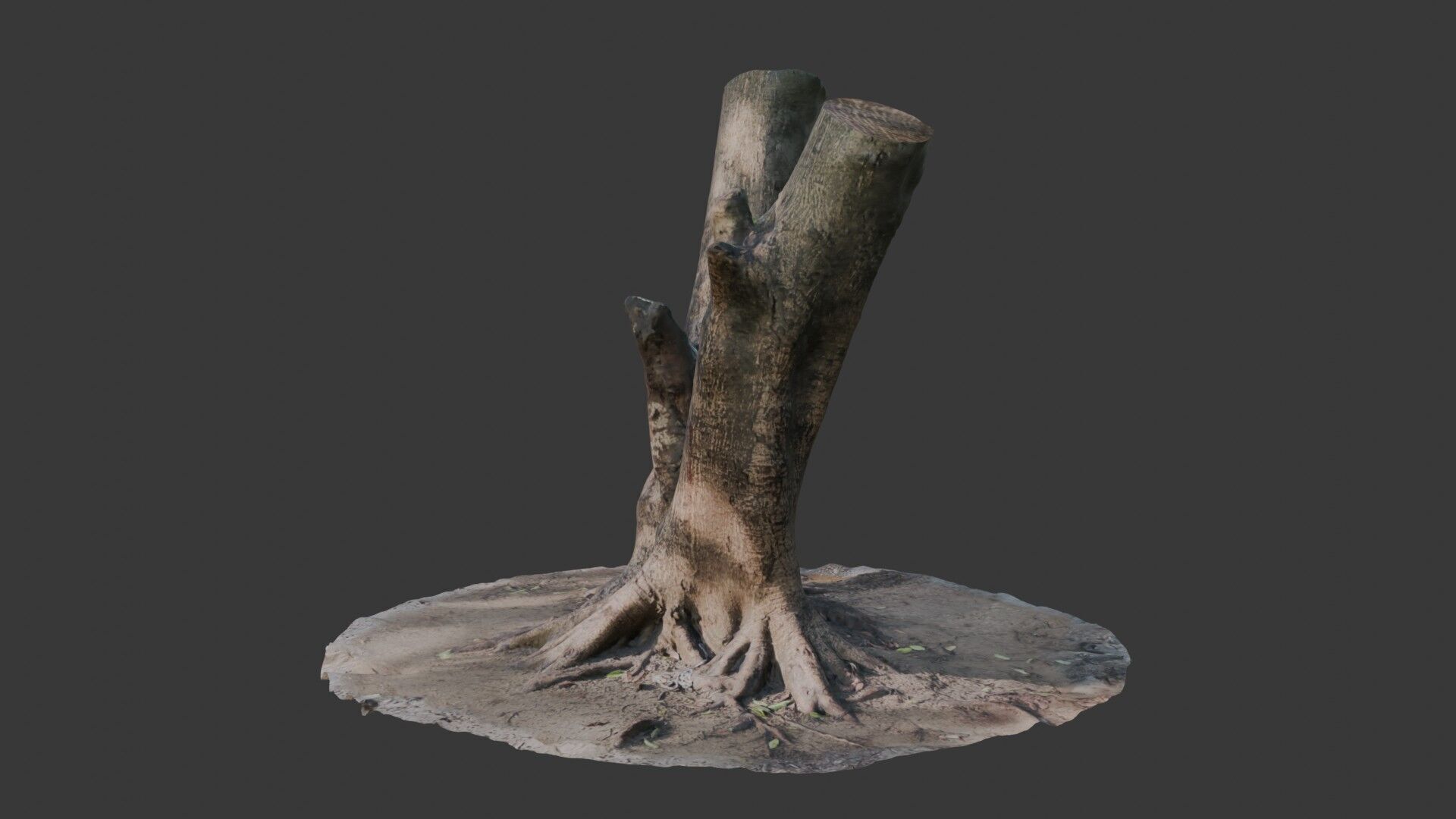 V-Shaped Tree Trunk 3D Scan Low-poly 3D model_7