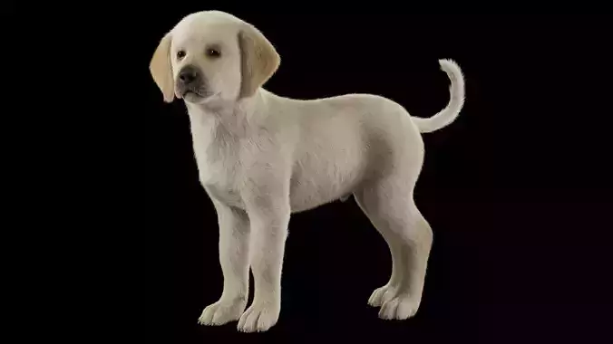 Realistic Labrador Puppy Baby