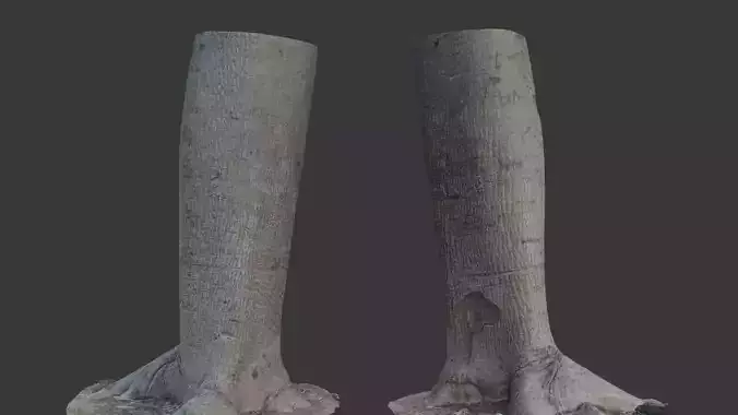 Realistic 3D Scanned Smooth-Bark Tree Trunk