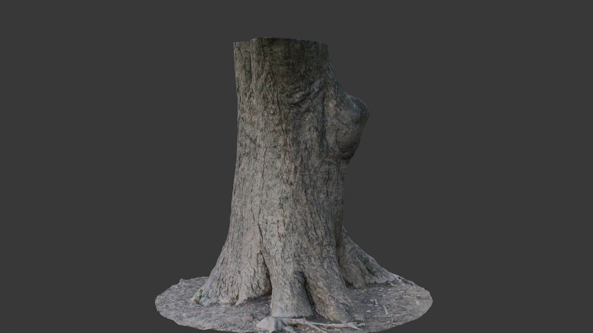 Realistic 3D Scanned Wide Tree Trunk Low-poly 3D model_7