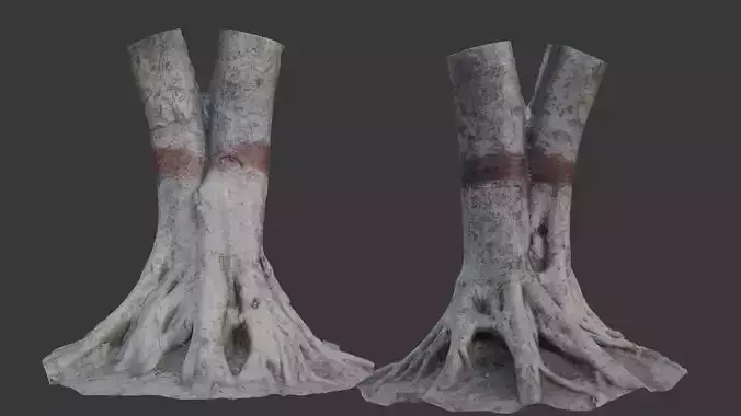  Tree Stump with Exposed Root 