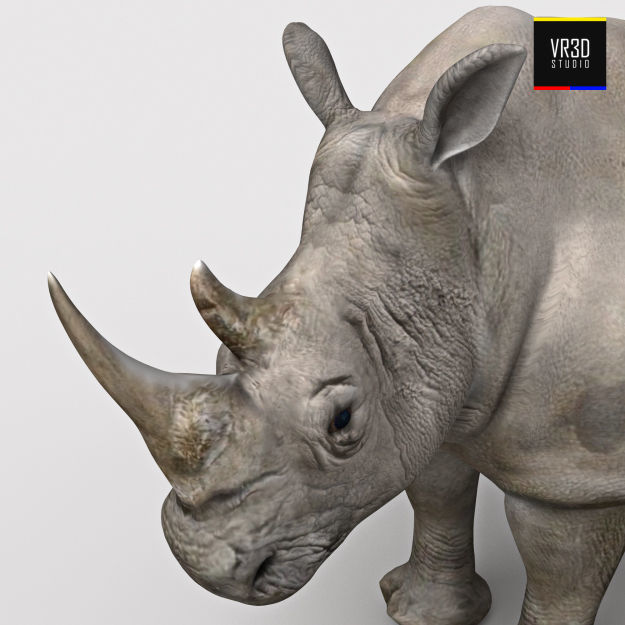 Realistic Rhinoceros rhino 3D model_3