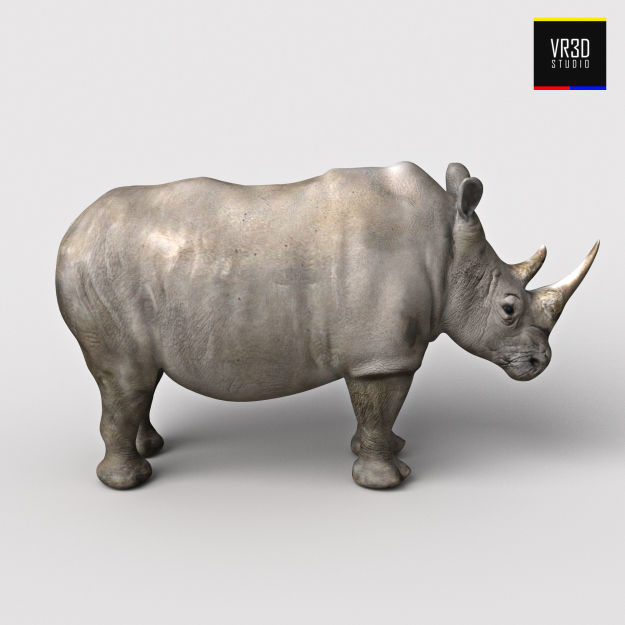 Realistic Rhinoceros rhino 3D model_1