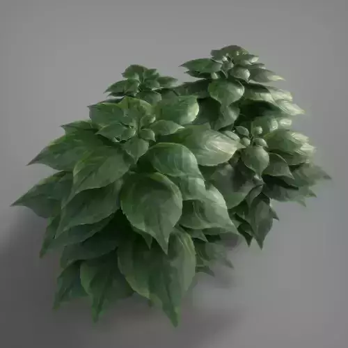 Basil Plant 3D model
