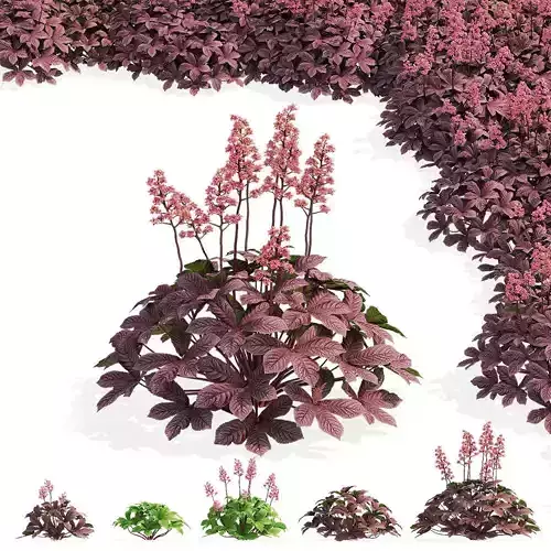 Rodgersia pinnata Chocolate Wings 3D model
