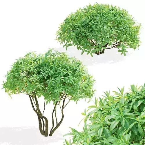  Rhododendron hybrida