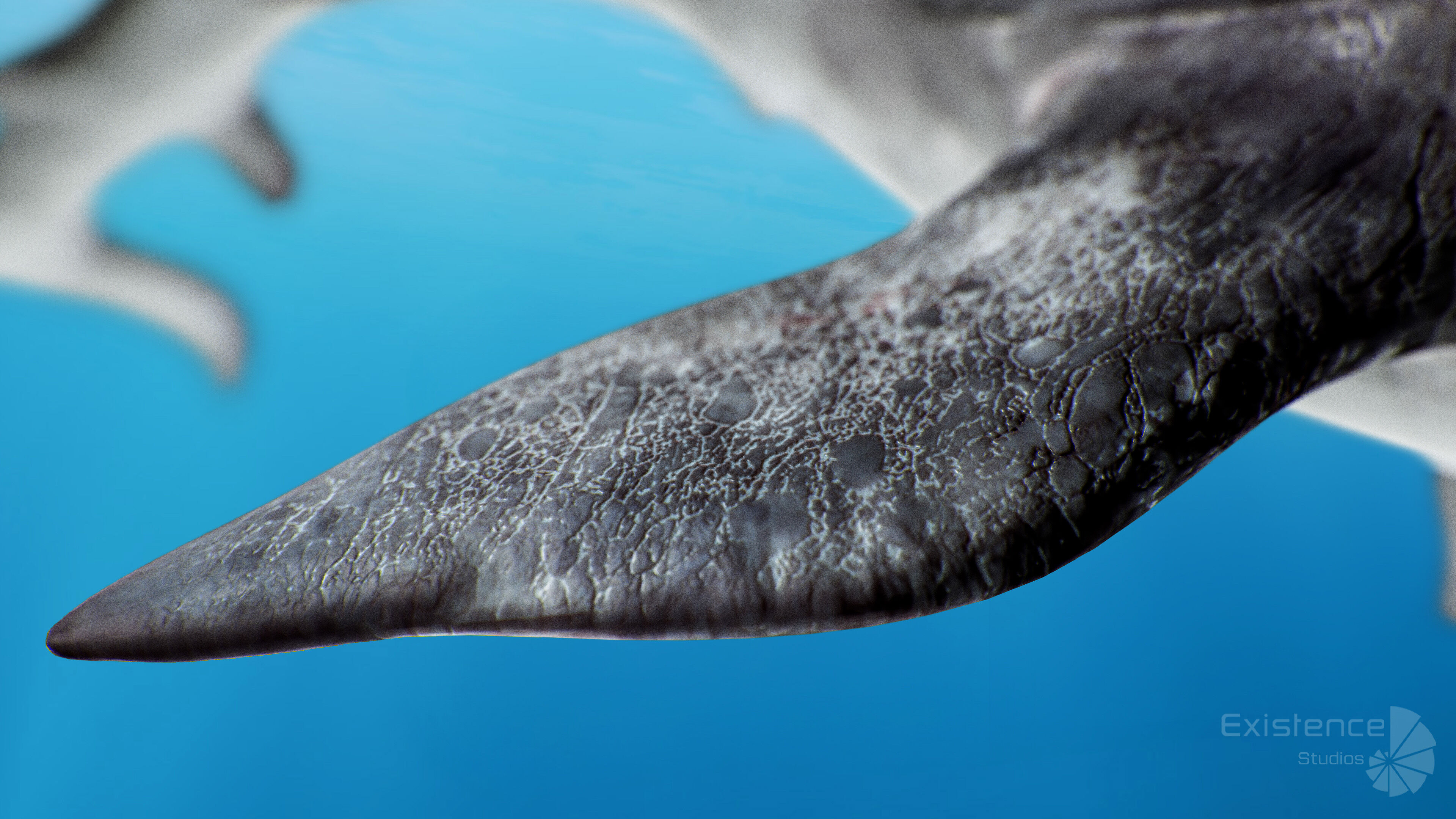 Dolphin and Remora - Realistic Animated Marine Monster - 62 Low-poly 3D model_8