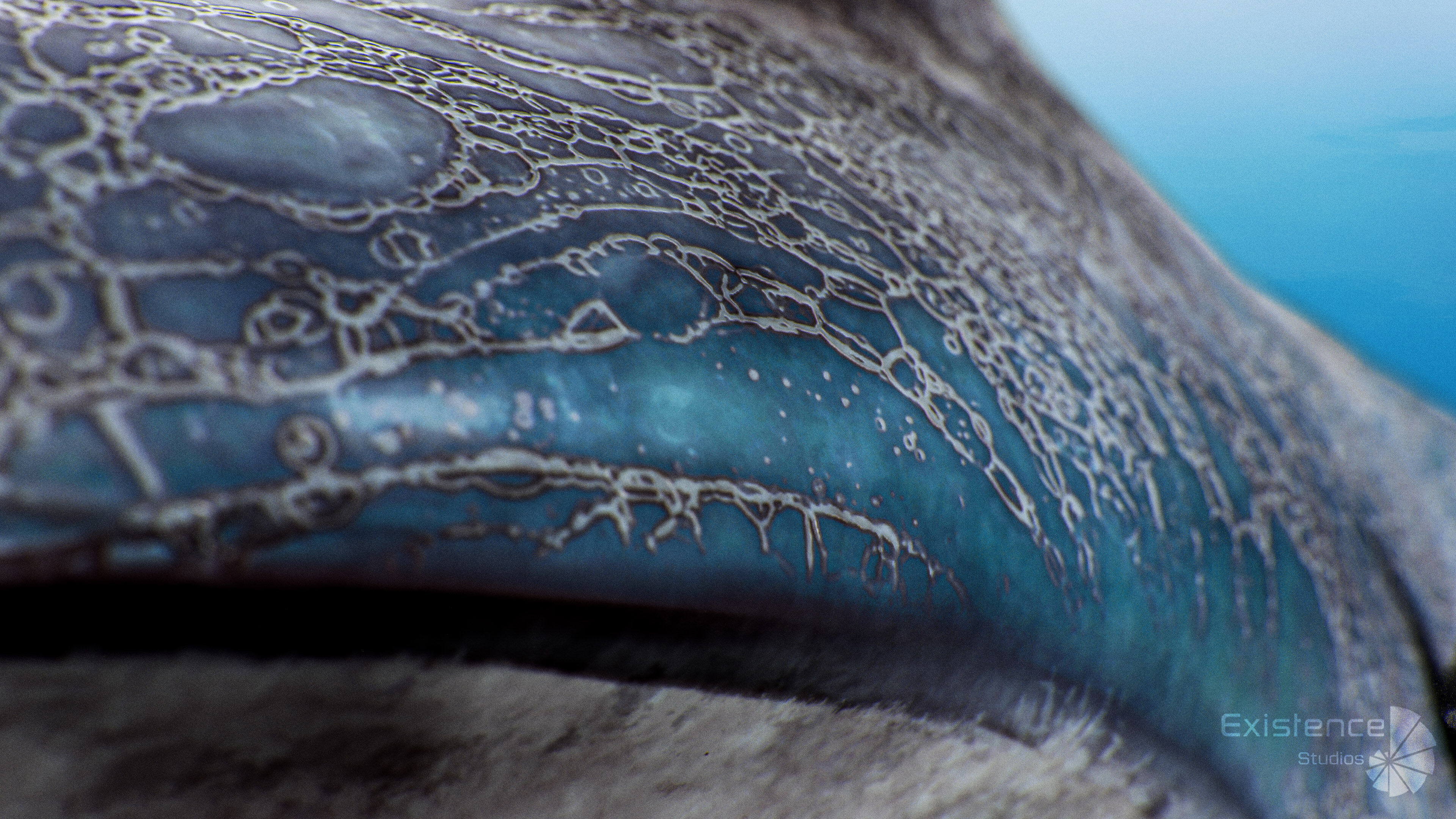 Dolphin and Remora - Realistic Animated Marine Monster - 62 Low-poly 3D model_9