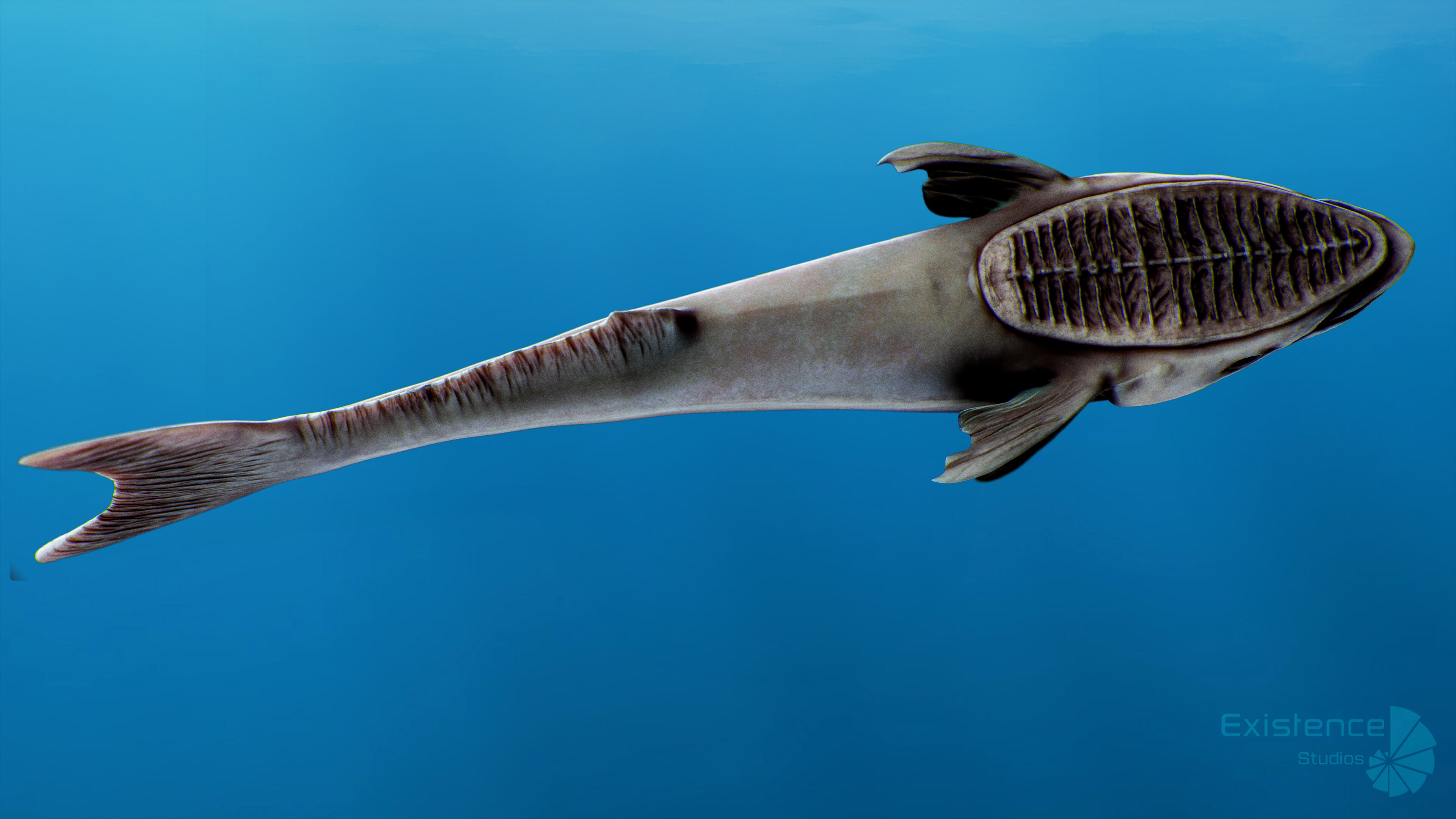 Dolphin and Remora - Realistic Animated Marine Monster - 62 Low-poly 3D model_11