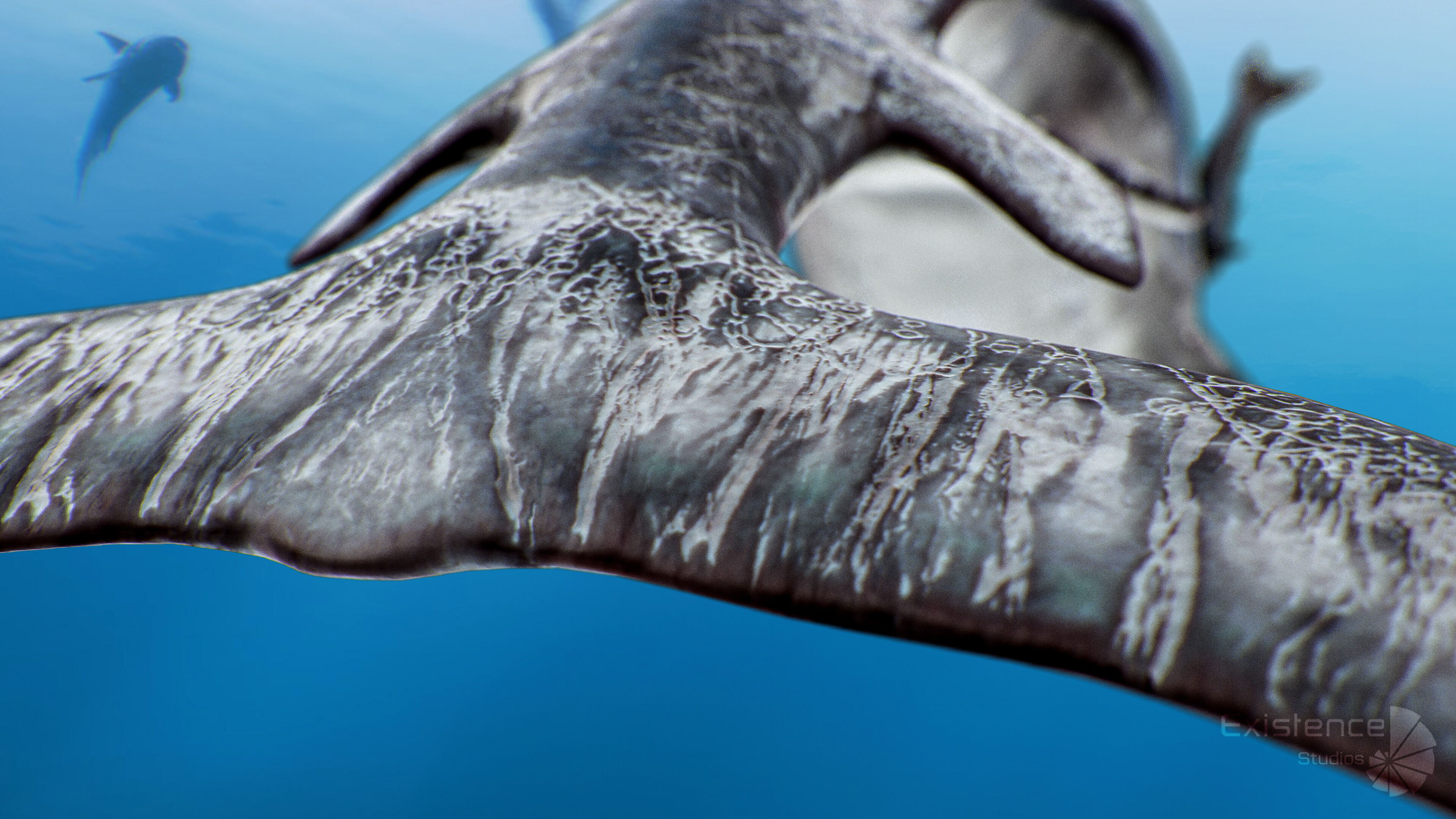 Dolphin and Remora - Realistic Animated Marine Monster - 62 Low-poly 3D model_10