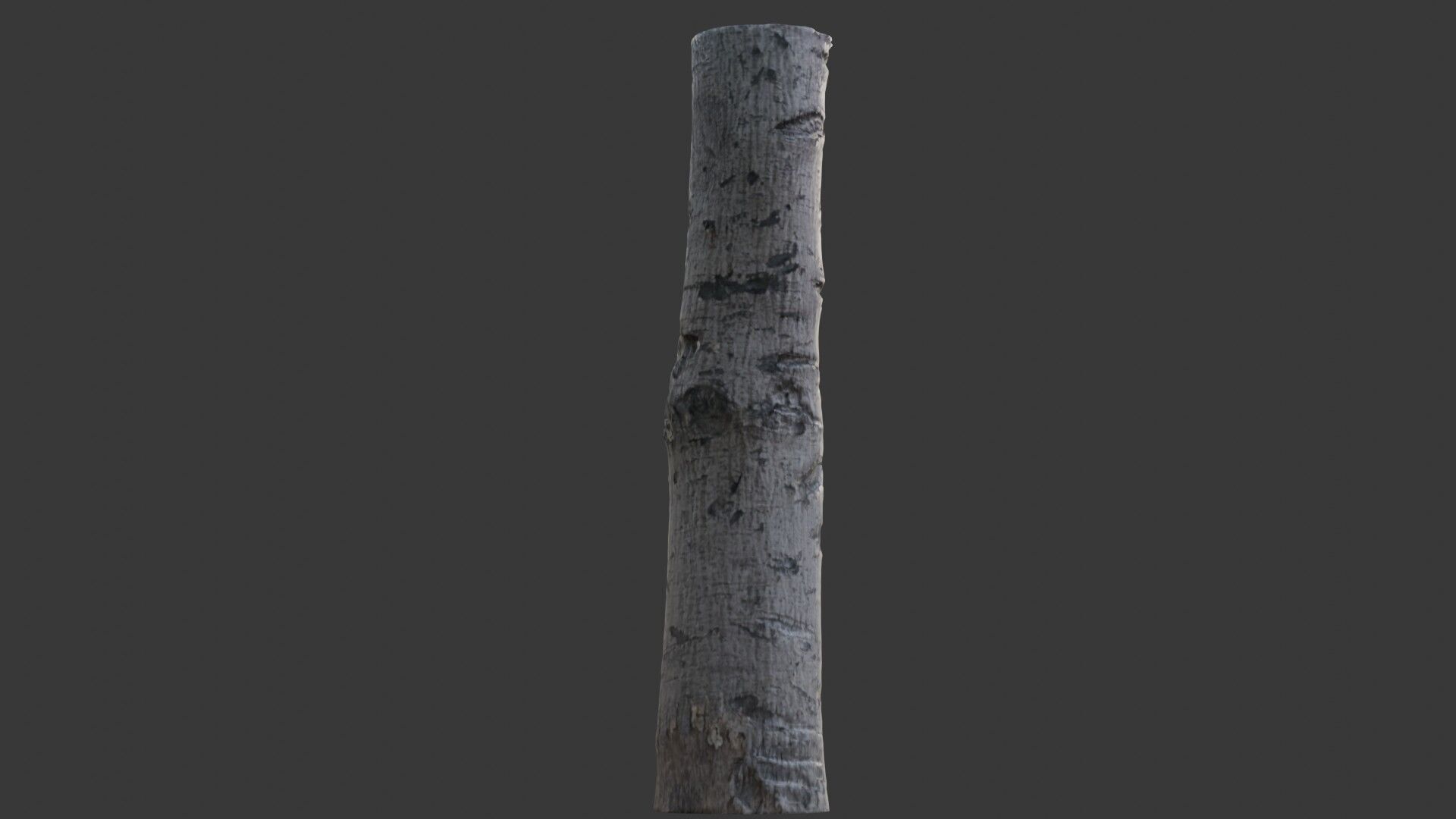 Birch Tree Trunk Scan Low-poly 3D model_6