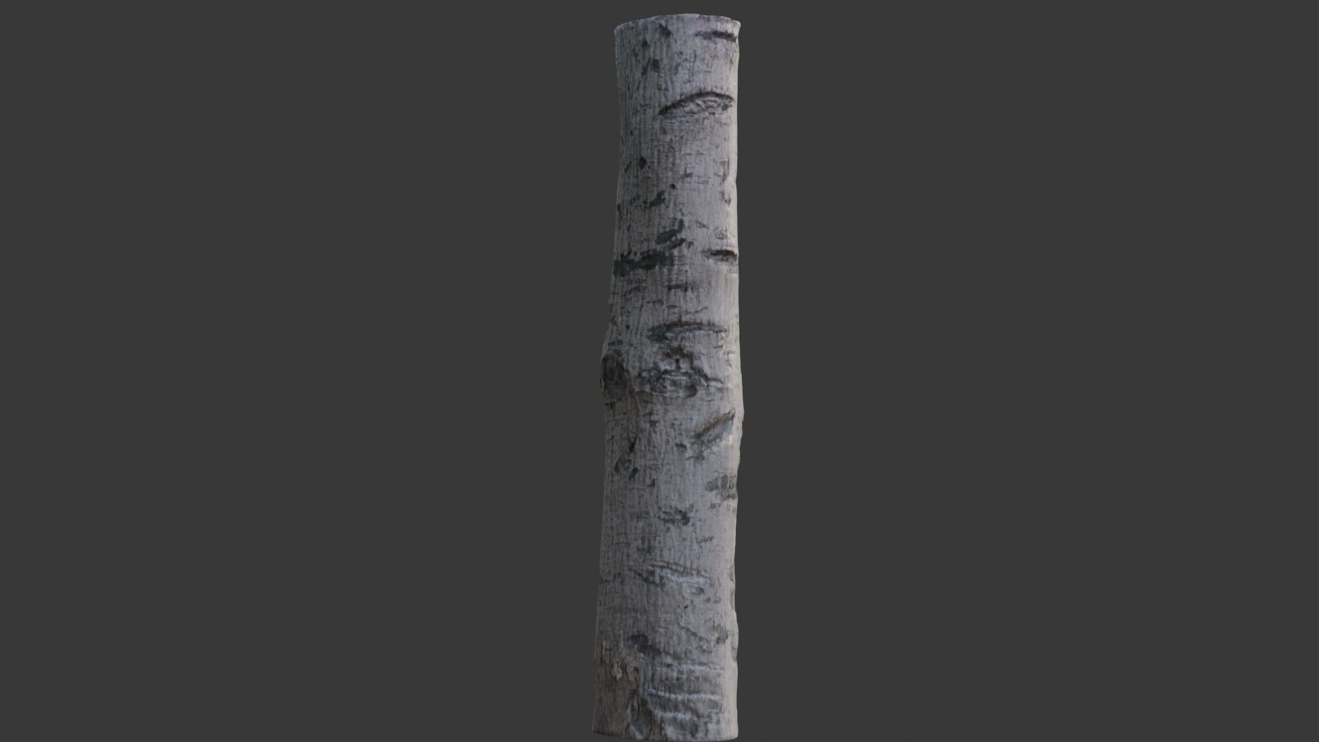 Birch Tree Trunk Scan Low-poly 3D model_5