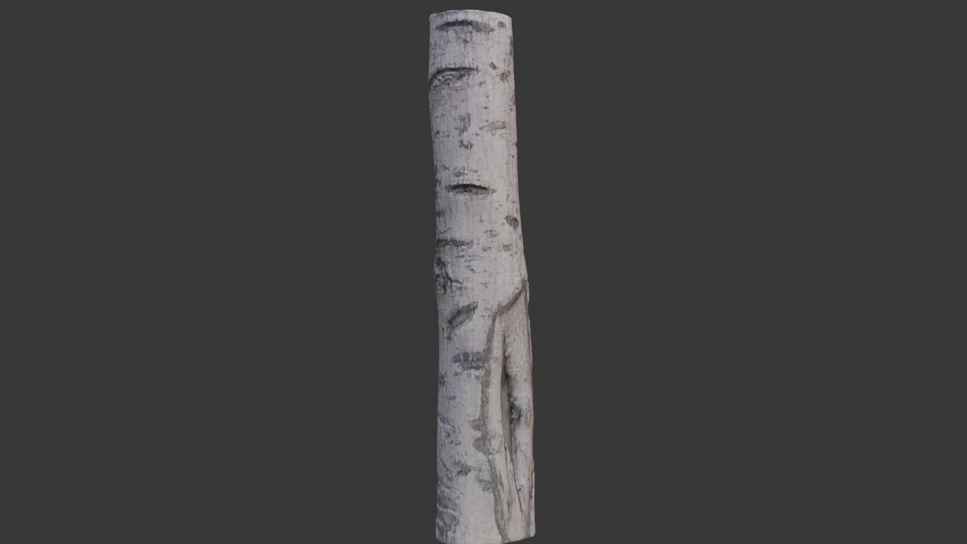 Birch Tree Trunk Scan Low-poly 3D model_1