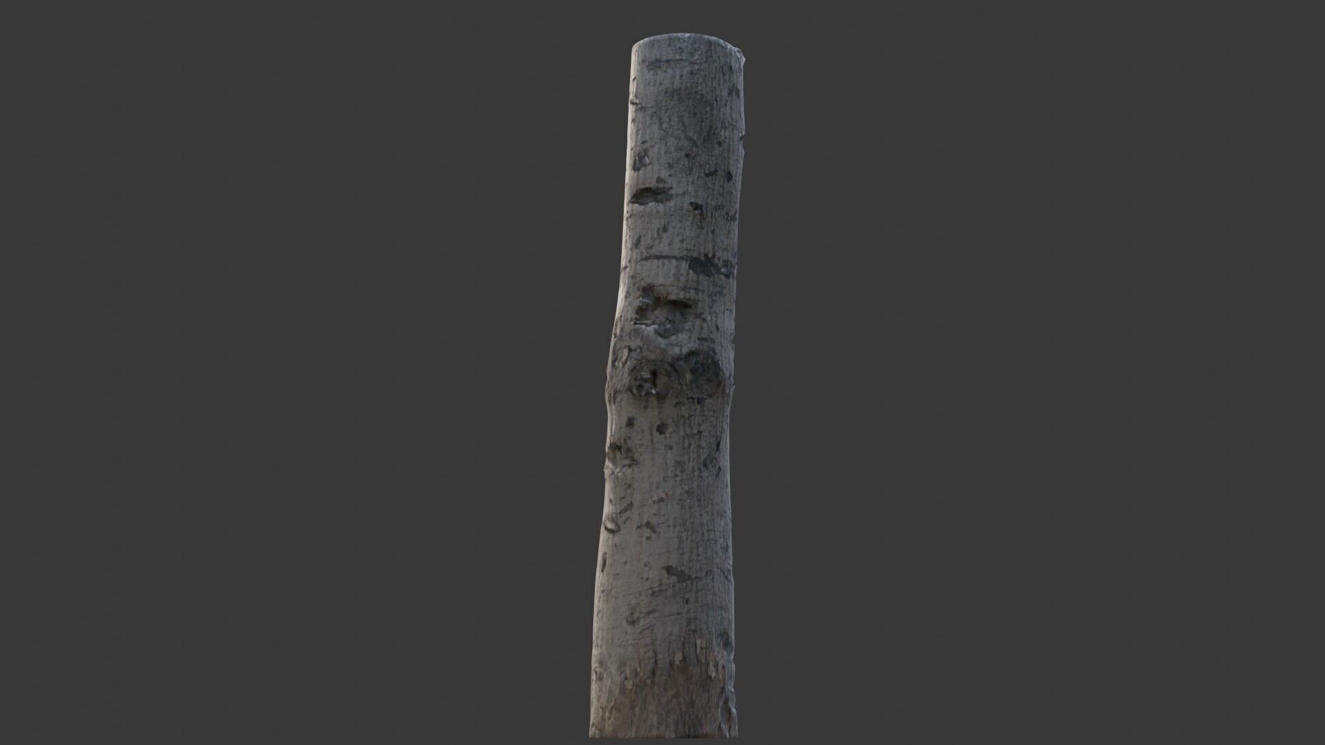 Birch Tree Trunk Scan Low-poly 3D model_7