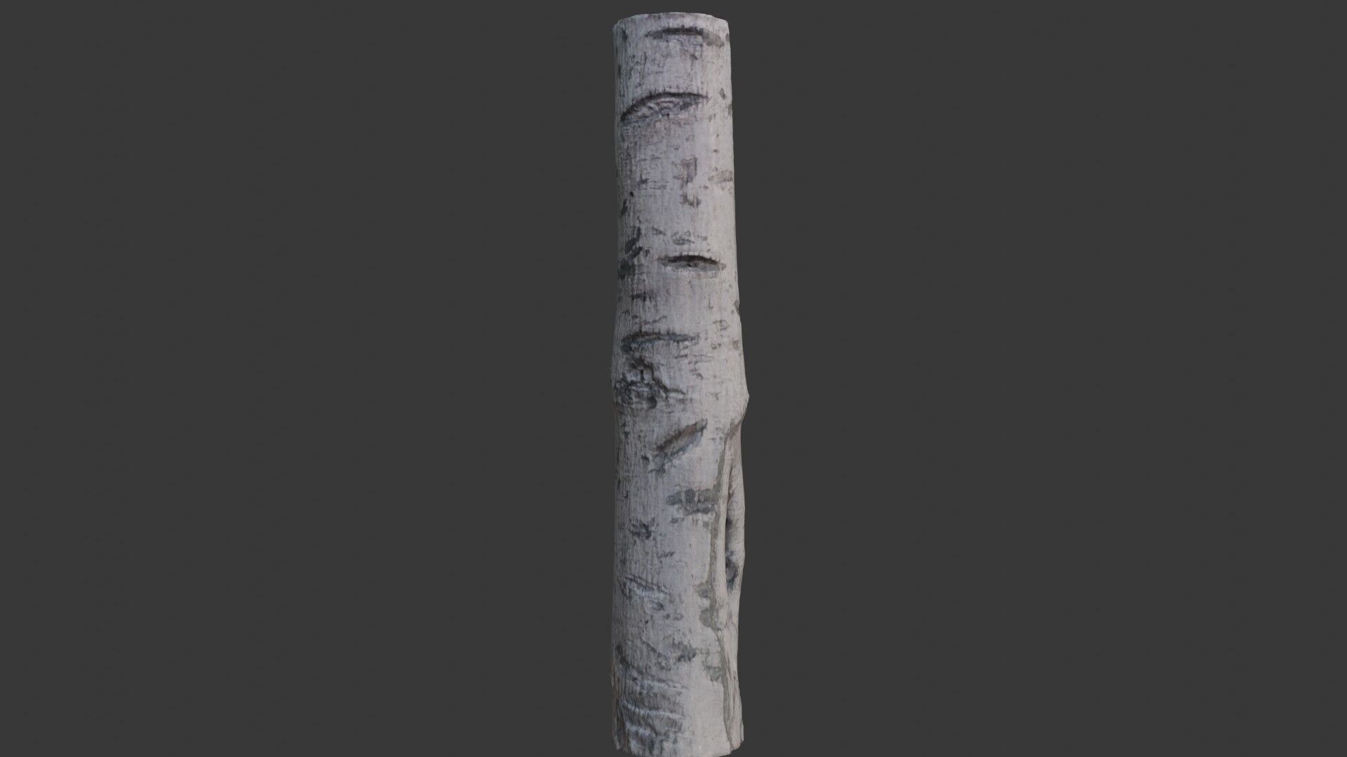Birch Tree Trunk Scan Low-poly 3D model_4