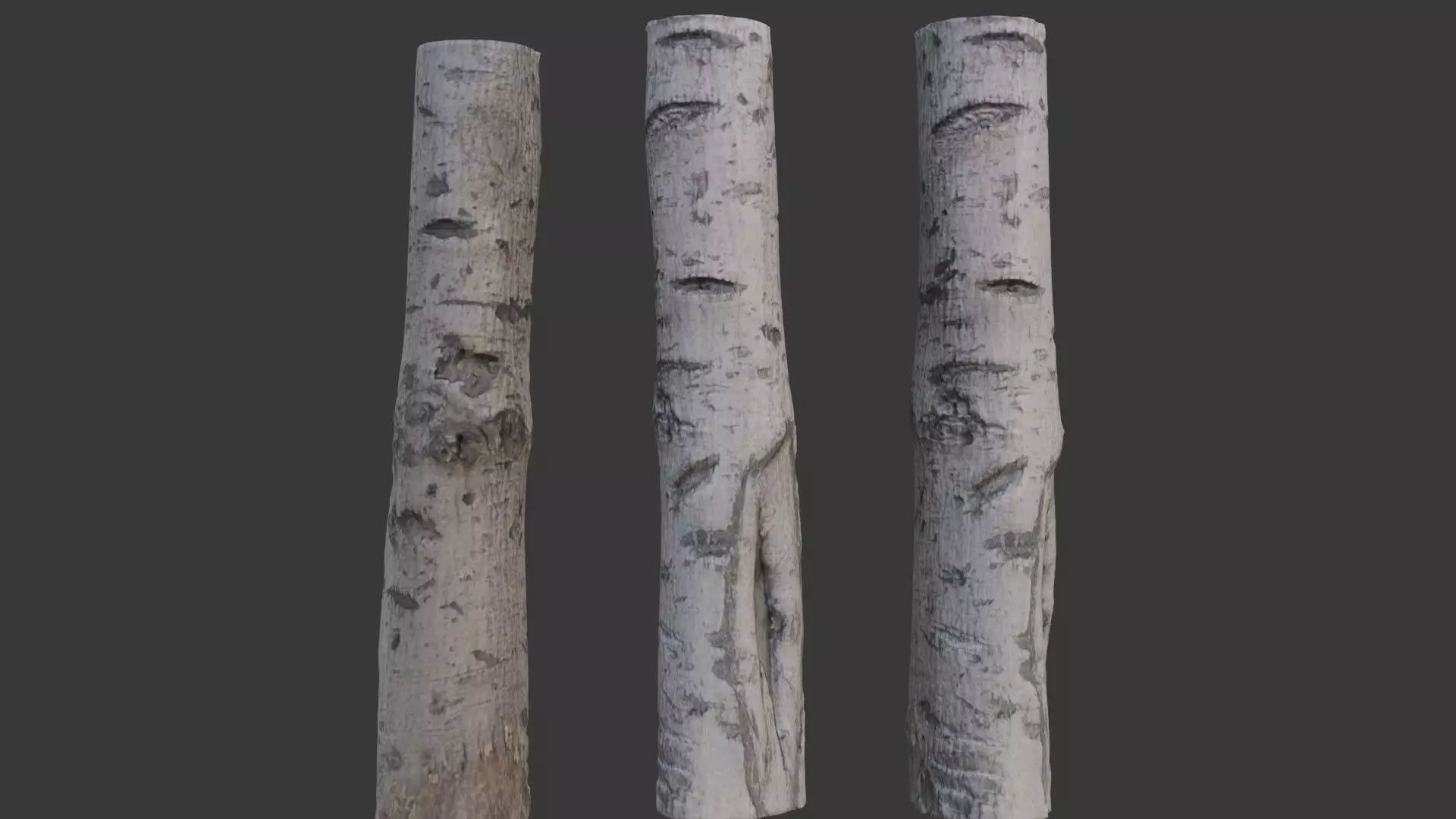 Birch Tree Trunk Scan Low-poly 3D model_0